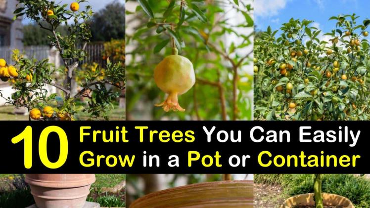 Growing Fruit Trees in Containers Tips for Cultivating Delicious Fruits in Limited Spaces