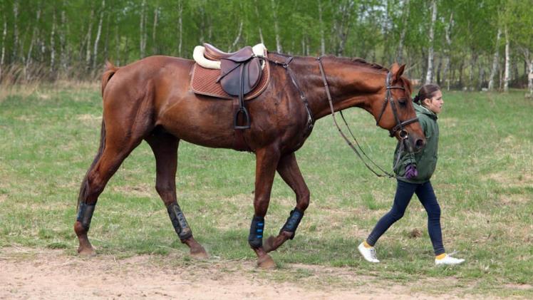 How to Choose the Best Horse Riding Equipment and Saddles