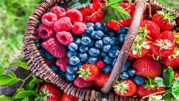 The Joy of Growing Your Own Berries a Beginner's Guide